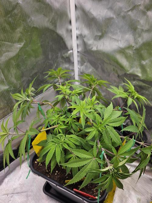 Cherry Limeade. Week 7