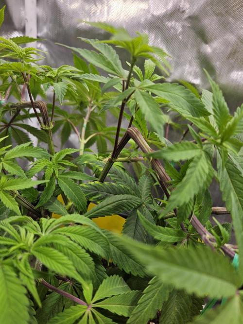 Cherry Limeade. Week 7