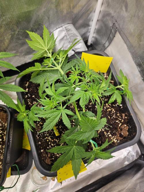 White Widow Auto. Week 4