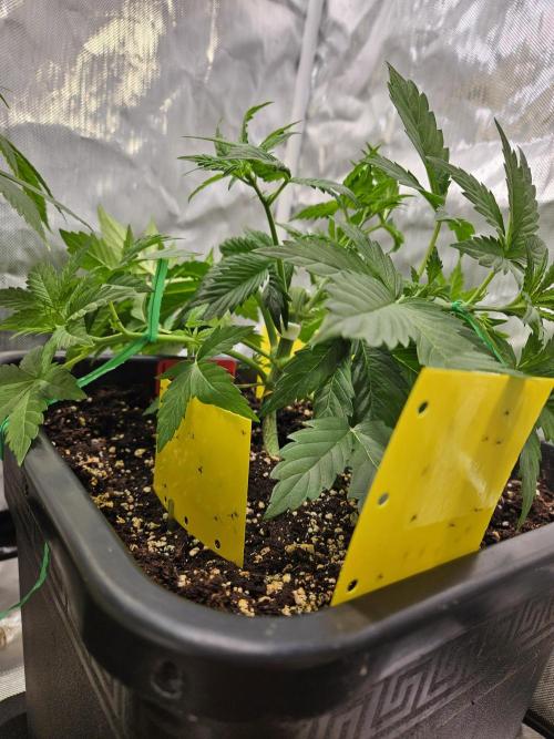 White Widow Auto. Week 4