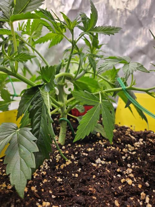 White Widow Auto. Week 4