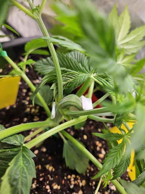 White Widow Auto. Week 4