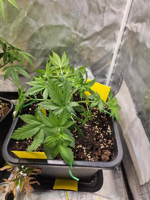 White Widow Auto. Week 4