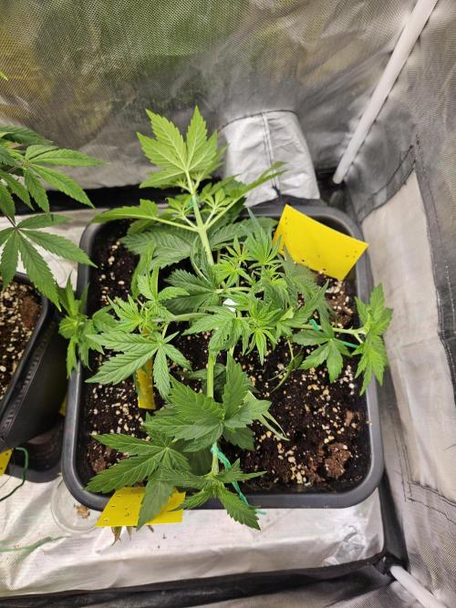 White Widow Auto. Week 4