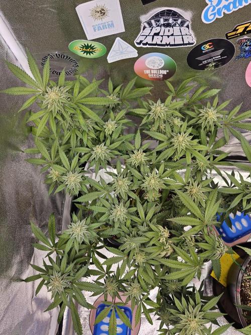 White Runtz. Week 14