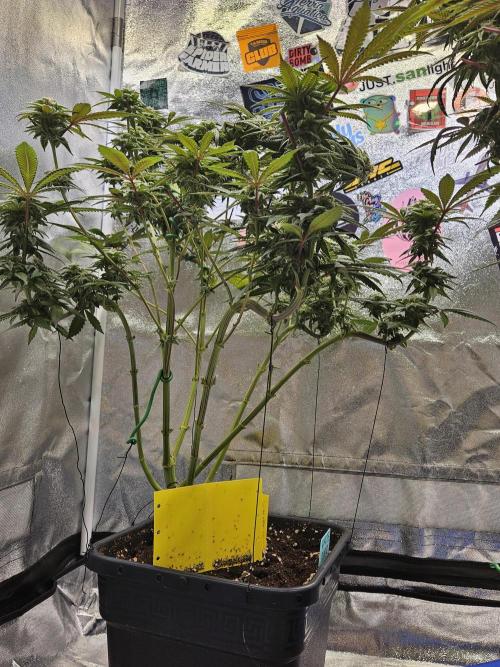 White Runtz. Week 14