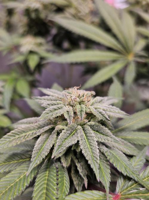 White Runtz. Week 14