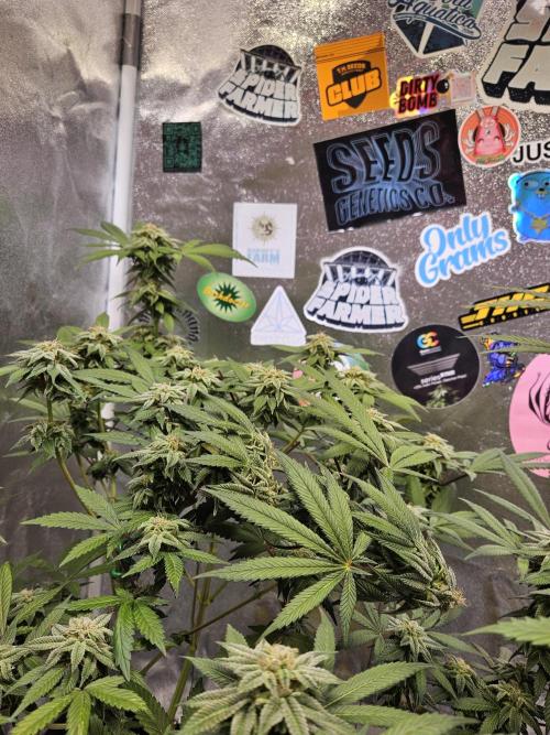 White Runtz. Week 14