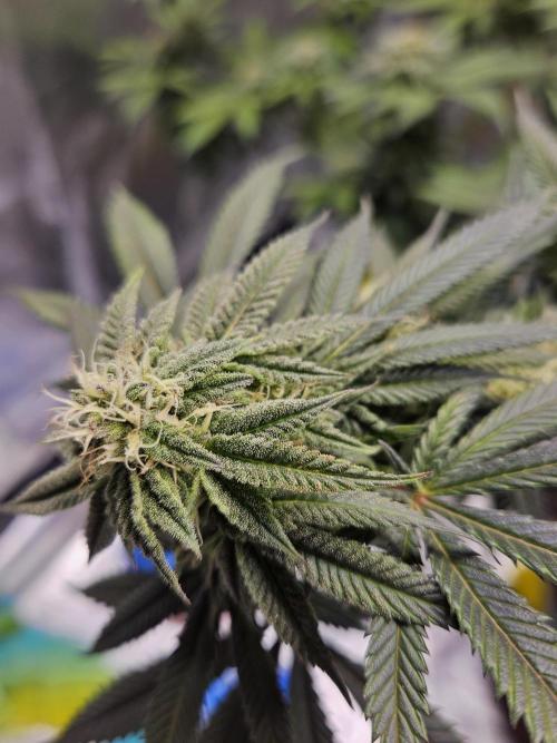 Lemon Shining Silver Haze 2. Run. Week 14