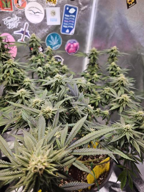 Lemon Shining Silver Haze 2. Run. Week 14