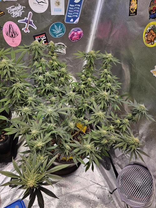 Lemon Shining Silver Haze 2. Run. Week 14