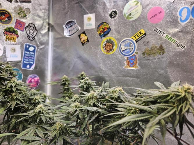 Lemon Shining Silver Haze 2. Run. Week 14