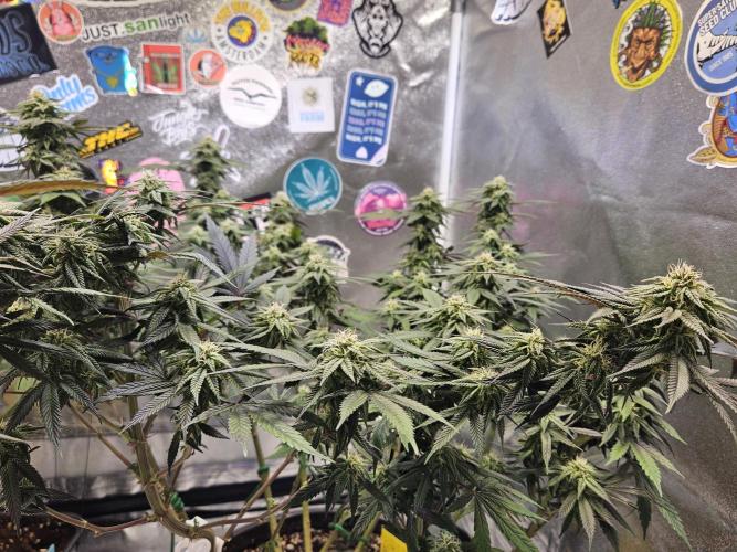 Lemon Shining Silver Haze 2. Run. Week 14