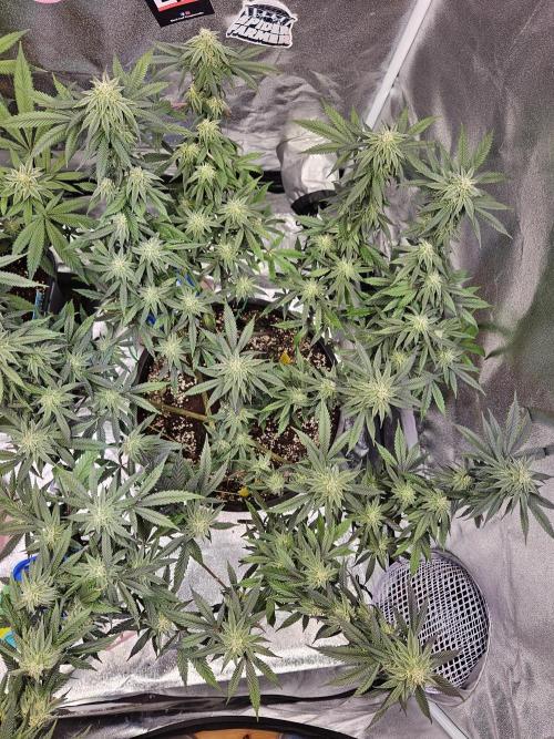 Lemon Shining Silver Haze 2. Run. Week 14