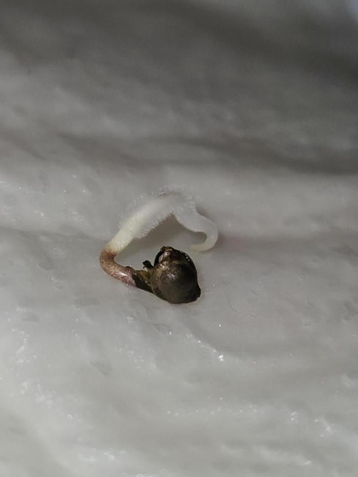 White Widow Auto 2.. Week 0