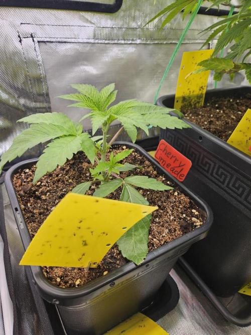 Cherry Limeade 2.. Week 3