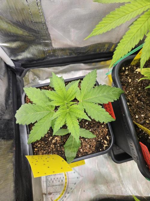 Cherry Limeade 2.. Week 3