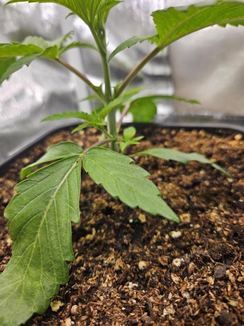 Cherry Limeade 2.. Week 3