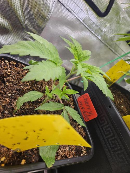 Cherry Limeade 2.. Week 3