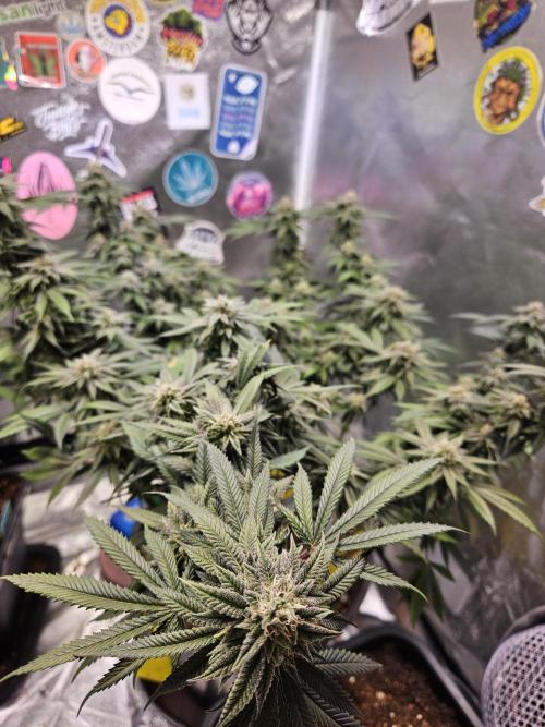 Lemon Shining Silver Haze 2. Run. Week 15