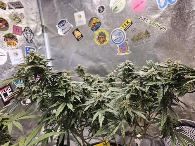 Lemon Shining Silver Haze 2. Run. Week 15