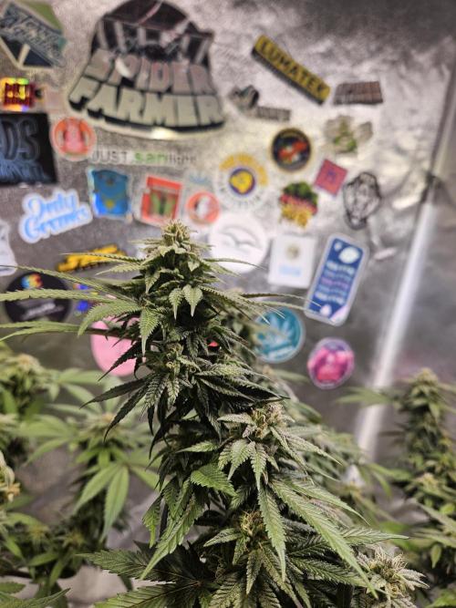 Lemon Shining Silver Haze 2. Run. Week 15