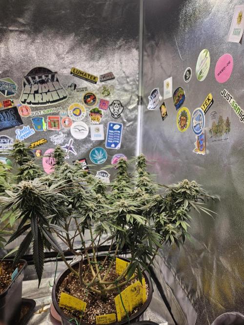 Lemon Shining Silver Haze 2. Run. Week 15