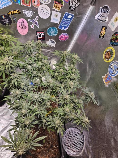 Lemon Shining Silver Haze 2. Run. Week 15