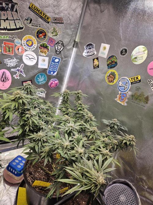 Lemon Shining Silver Haze 2. Run. Week 15