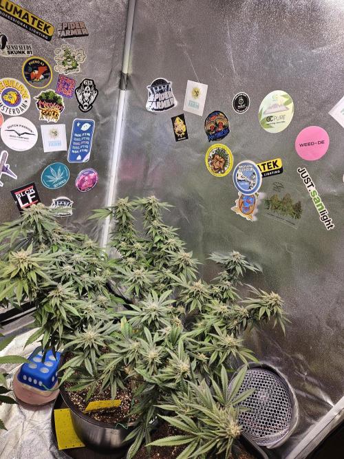 Lemon Shining Silver Haze 2. Run. Week 15