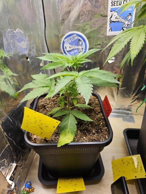 Cherry Limeade 2.. Week 4