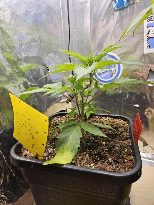 Cherry Limeade 2.. Week 4