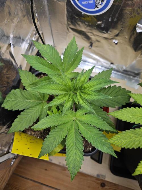 Cherry Limeade 2.. Week 4