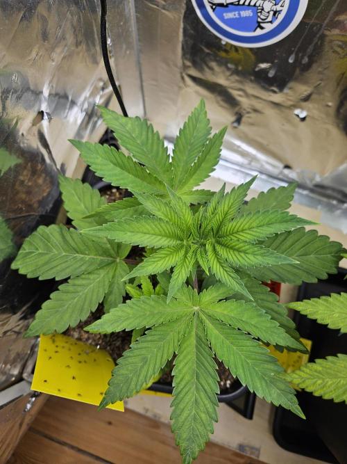 Cherry Limeade 2.. Week 4