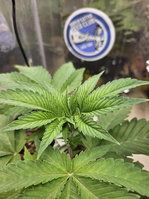 Cherry Limeade 2.. Week 4