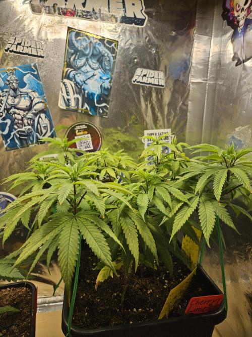 Cherry Limeade. Week 9