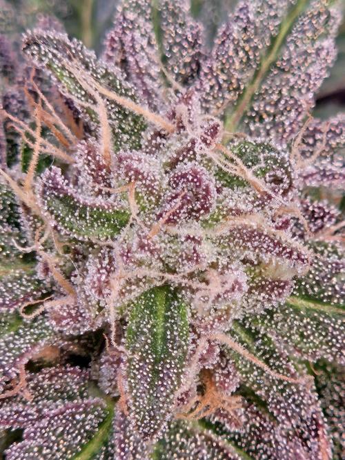 Lemon Shining Silver Haze 2. Run. Week 16