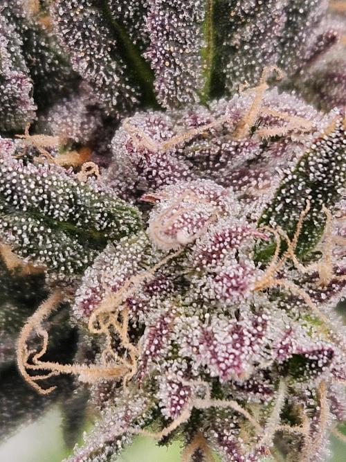 Lemon Shining Silver Haze 2. Run. Week 16