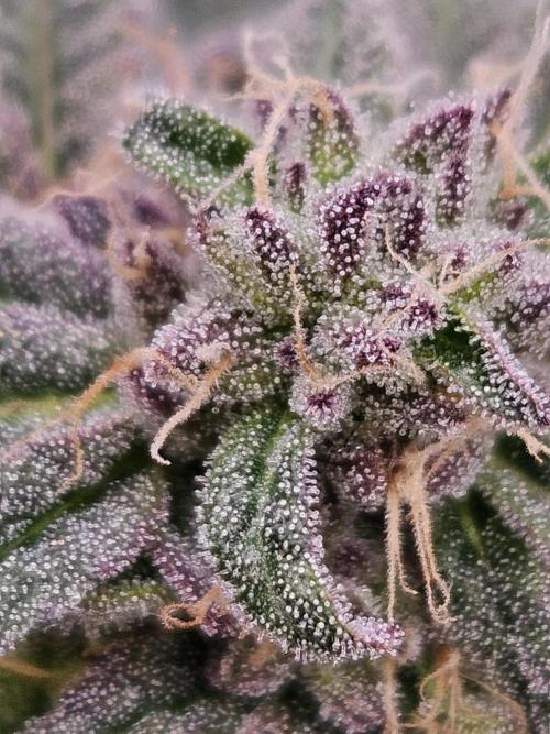 Lemon Shining Silver Haze 2. Run. Week 16