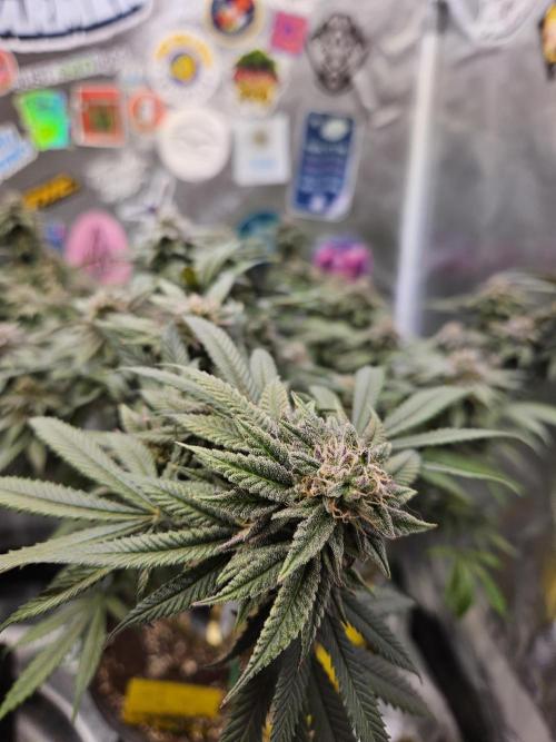 Lemon Shining Silver Haze 2. Run. Week 16