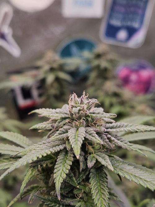 Lemon Shining Silver Haze 2. Run. Week 16