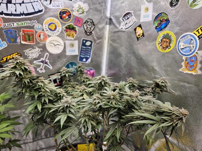 Lemon Shining Silver Haze 2. Run. Week 16