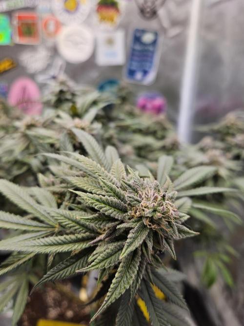 Lemon Shining Silver Haze 2. Run. Week 16