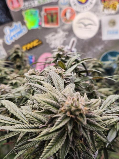 Lemon Shining Silver Haze 2. Run. Week 16