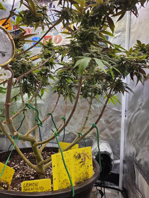 Lemon Shining Silver Haze 2. Run. Week 16