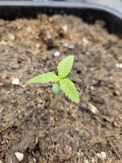 Triploid White Widow Auto. Week 2