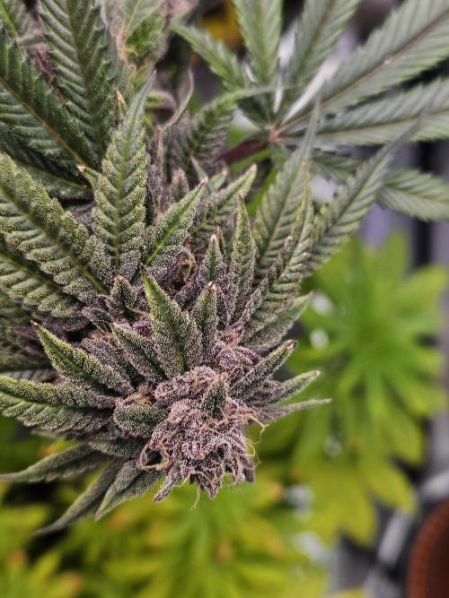 Lemon Shining Silver Haze 2. Run. Week 17