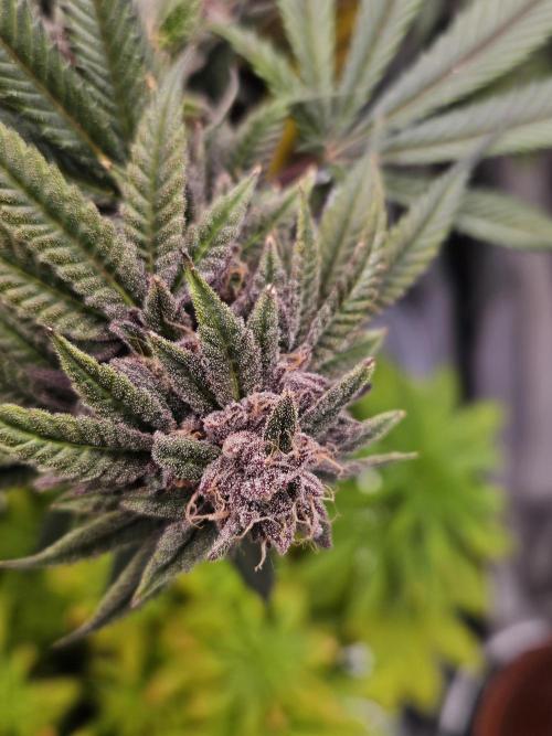 Lemon Shining Silver Haze 2. Run. Week 17