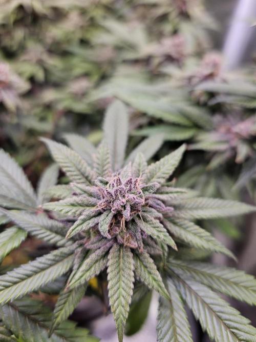 Lemon Shining Silver Haze 2. Run. Week 17