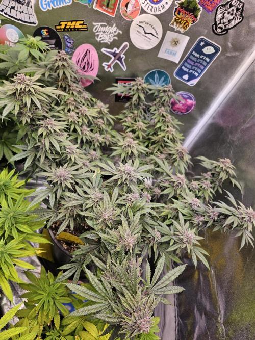 Lemon Shining Silver Haze 2. Run. Week 17